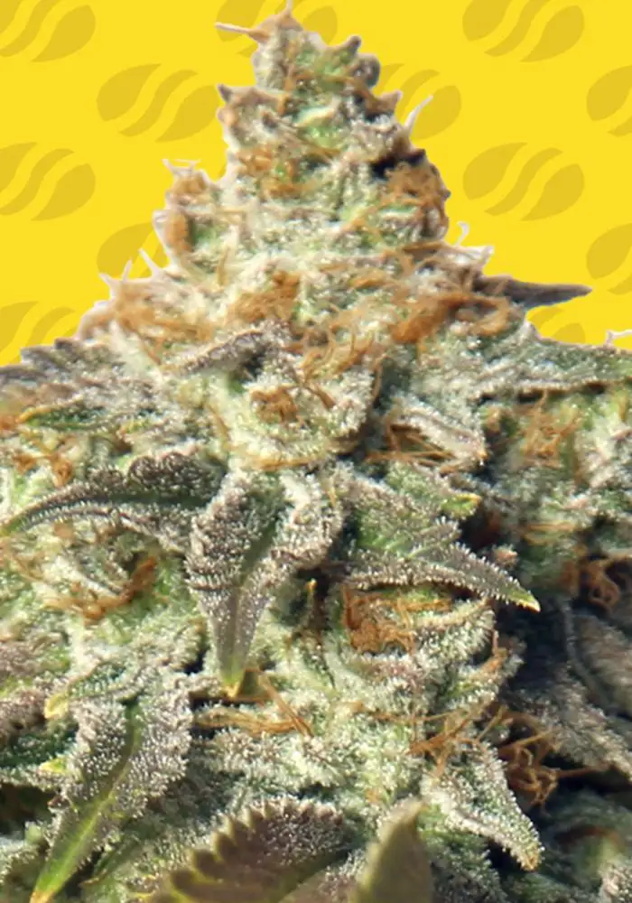 GG4 Auto