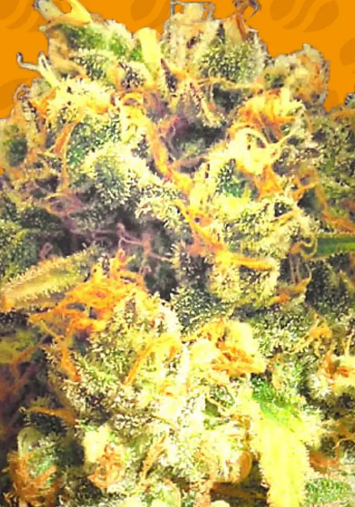 Dr. Bruce Banner CBD