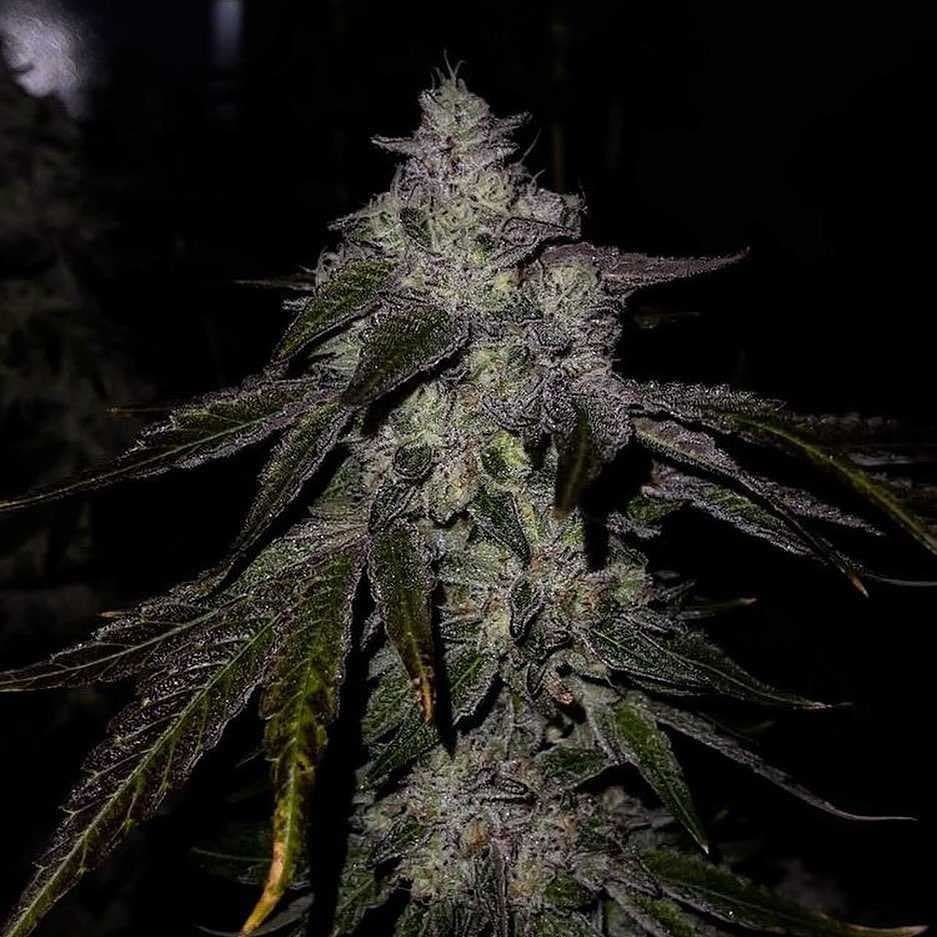 Apes in Space Strain Info / Apes in Space Weed By Exotic Genetix