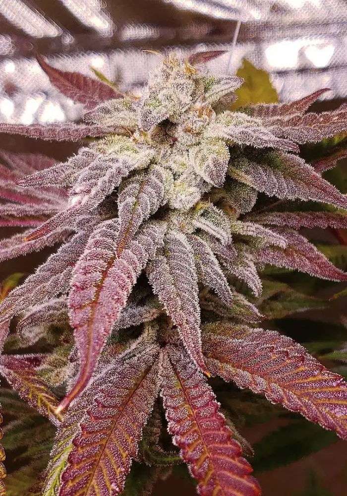 Mike's Strawberry Lemonade