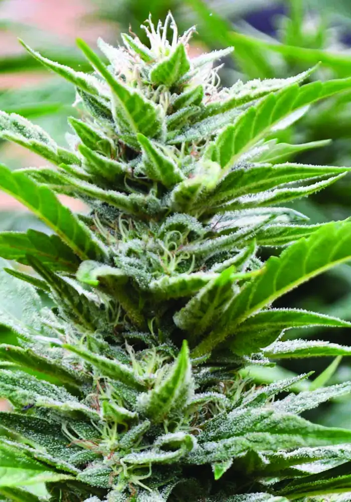 Cookies x 707 Headband