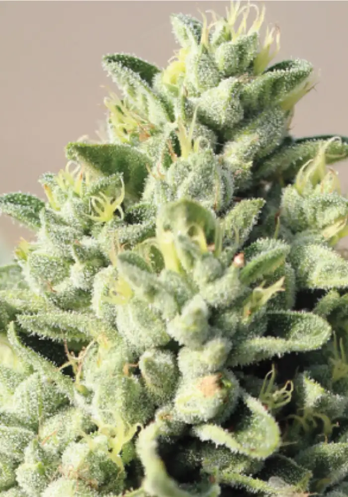 Old Growth OG