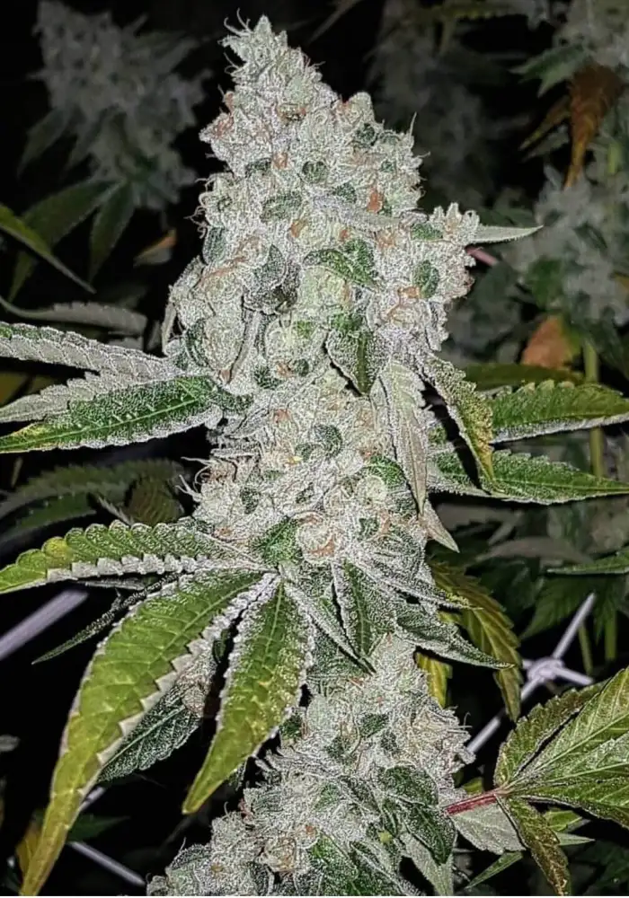 El Chapo