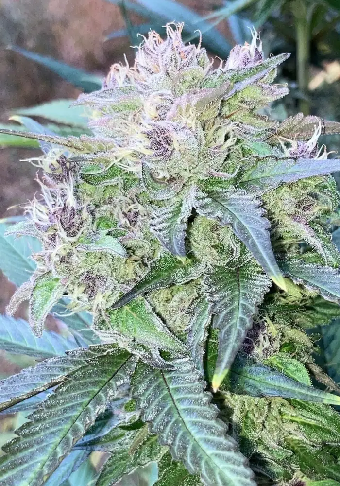Platinum Swabi Punch
