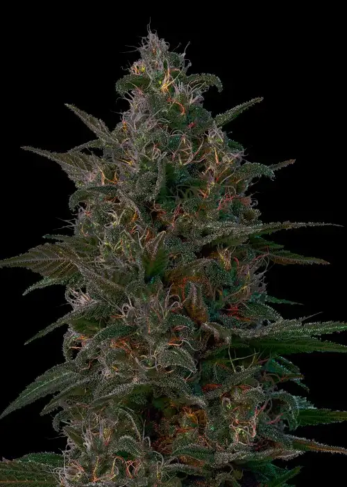 Indian Kush