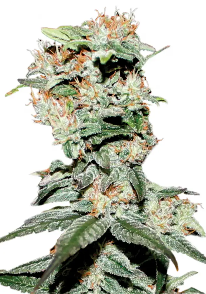 CBD Critical XXL Auto
