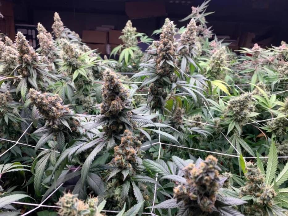 Grape Jelly Strain Info / Grape Jelly Weed By Green Point Seeds