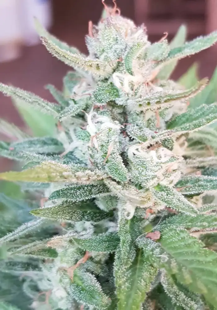 Buddha Kush OG
