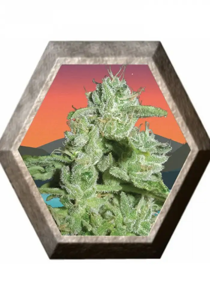 California Orange Cheese