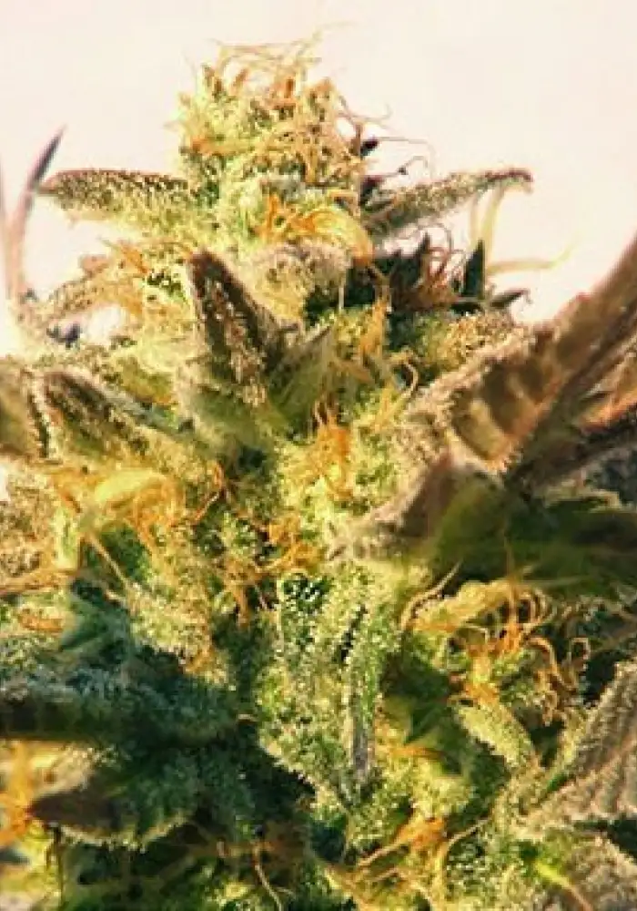 Speedy Gonzales Auto