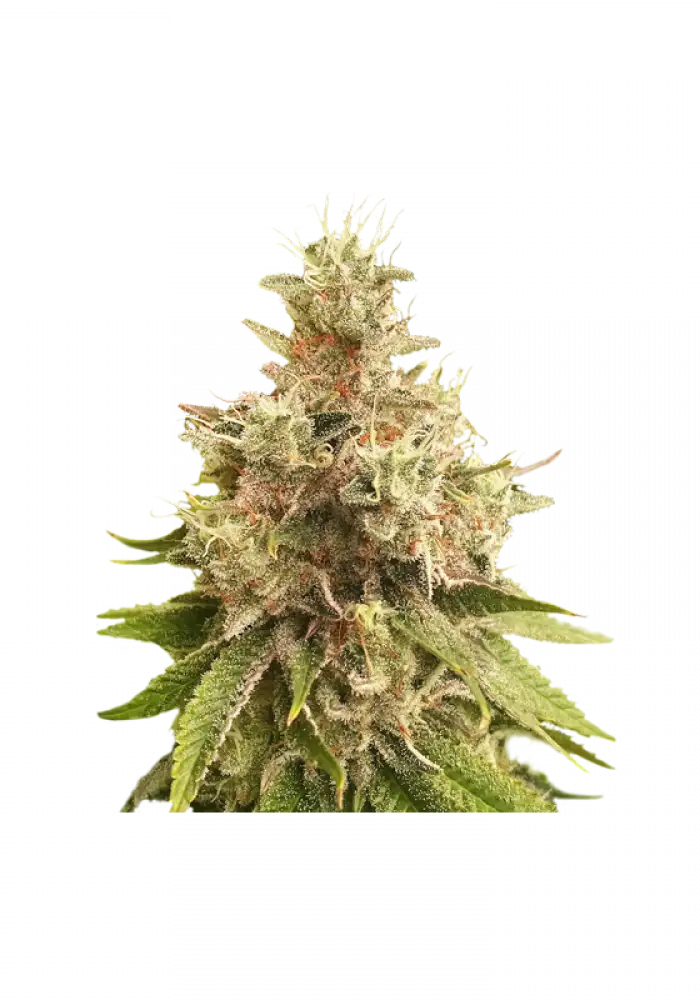 Golden Apple Haze