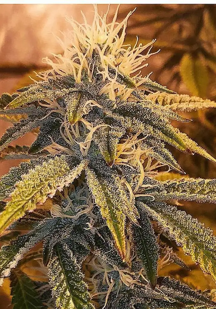 Blue Healer