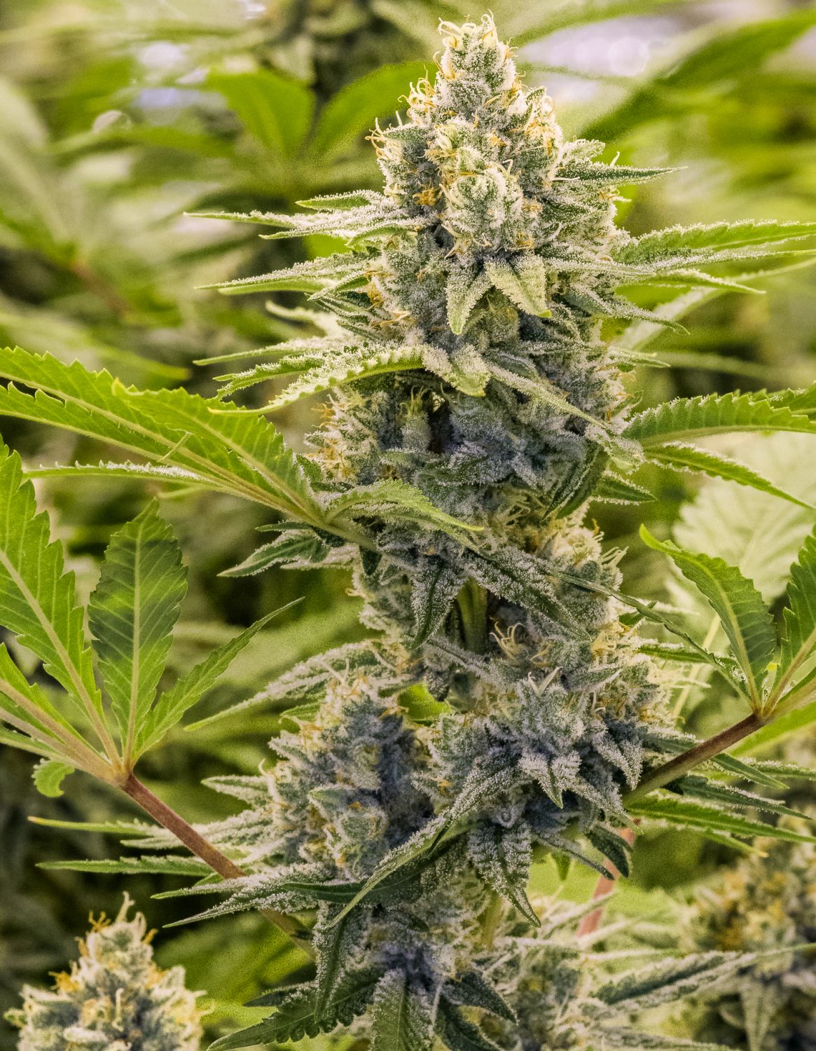 Princess Haze XX Seeds by Brothers Grimm Seeds - GrowDiaries