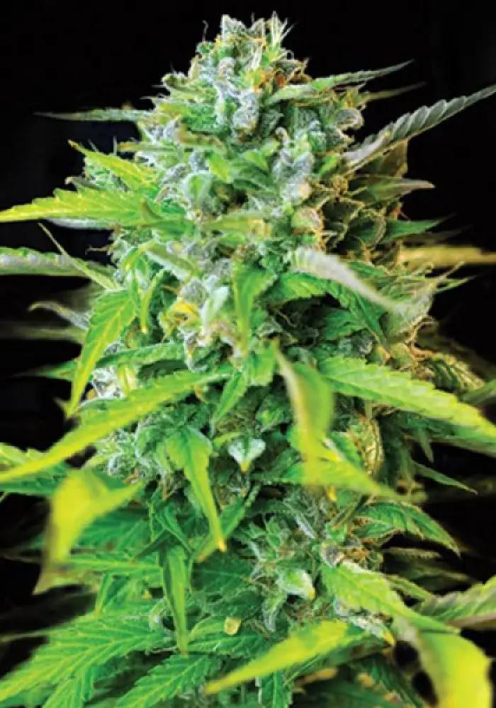 Kera Burmese Kush