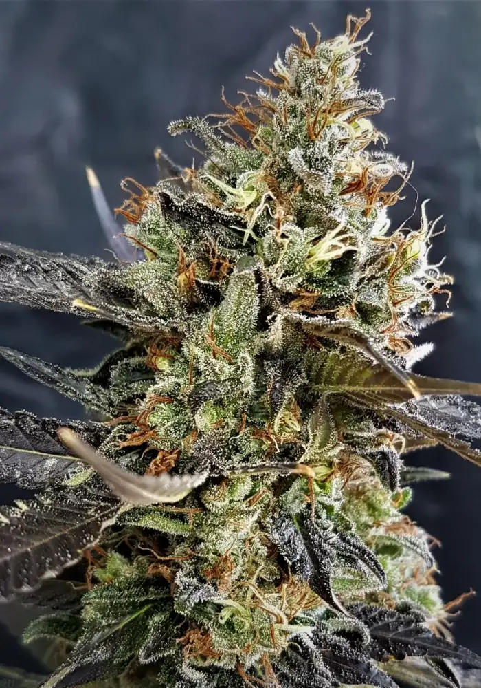 Pineapple Cookies Auto