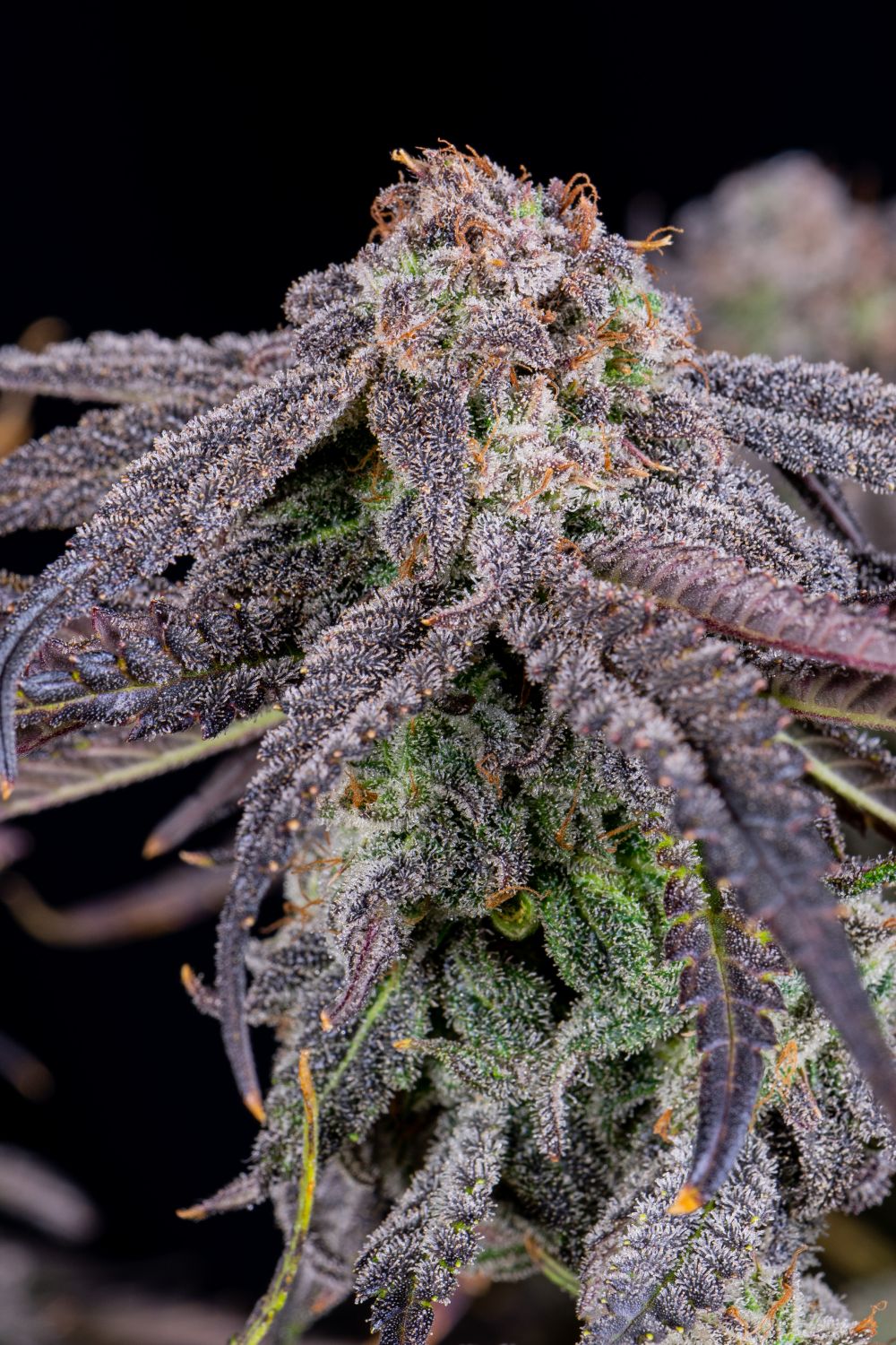 Banana Purple Punch Auto Strain Info / Banana Purple Punch Auto Weed By Fast Buds GrowDiaries