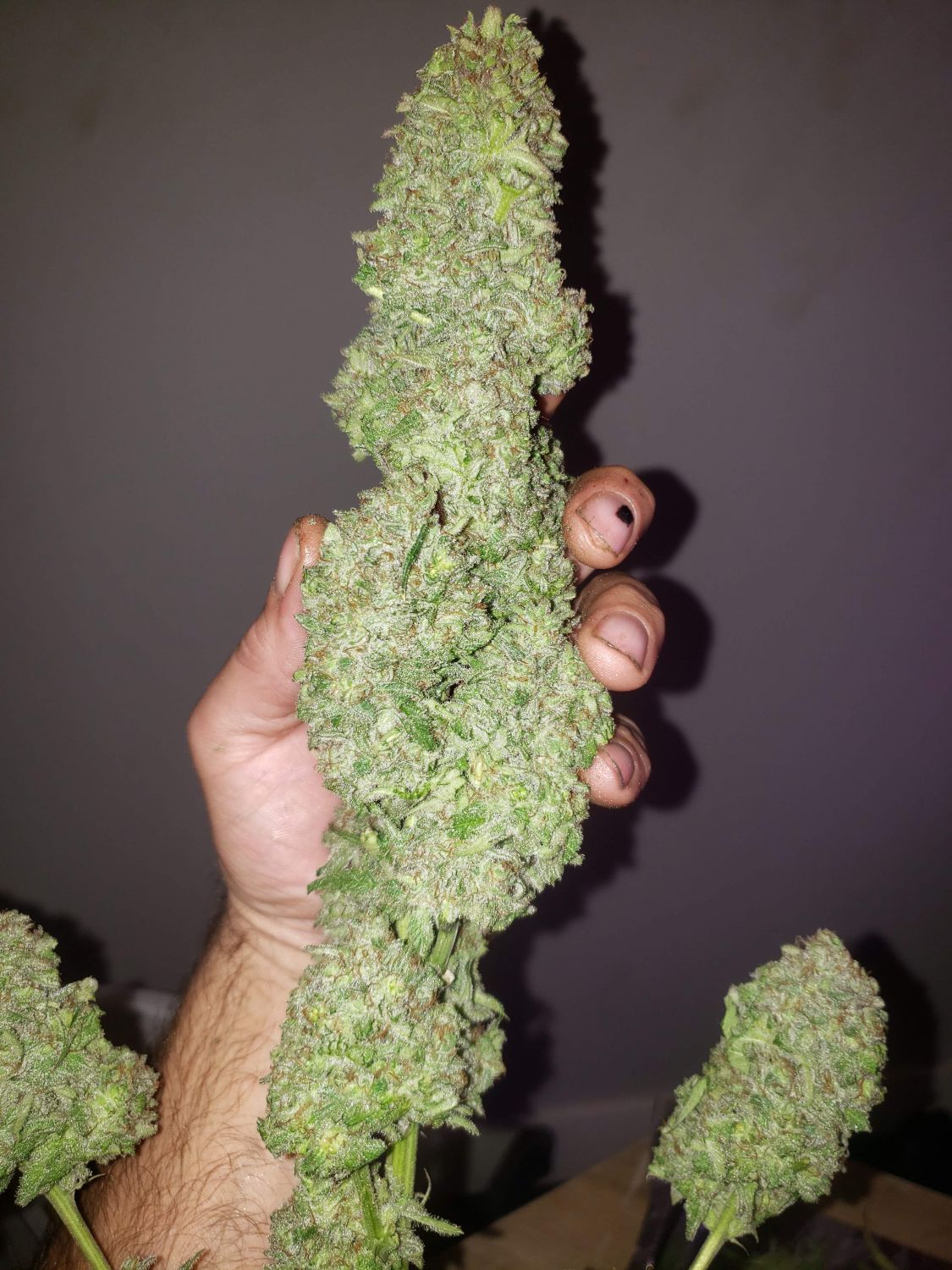 Chemo Strain Info / Chemo Weed By Jordan Of The Islands GrowDiaries