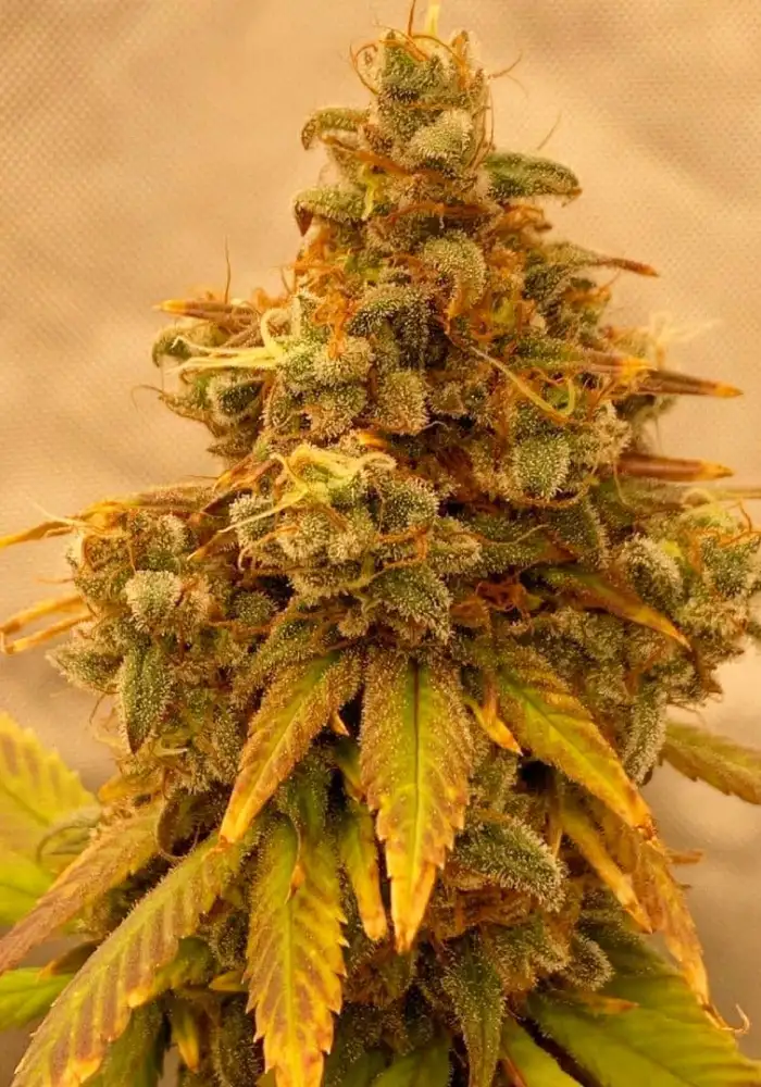 Critical Banana Smoothie Auto