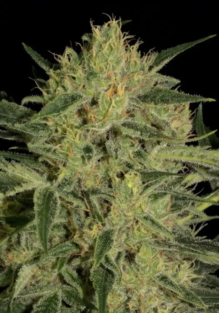 Nebula II CBD