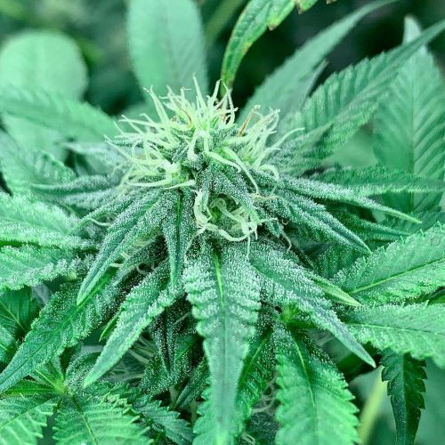 White Trufflez s1 Strain Info / White Trufflez s1 Weed By CopyCat