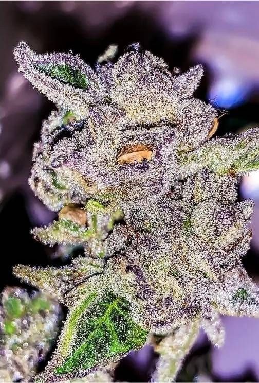 Kush Mintz Strain Info / Kush Mintz Weed By CopyCat GrowDiaries