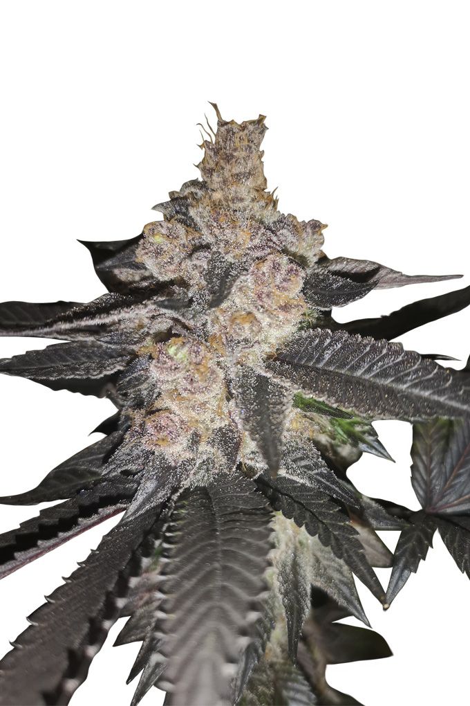 Auto Biscotti Strain Info / Auto Biscotti Weed By Apex Seeds GrowDiaries