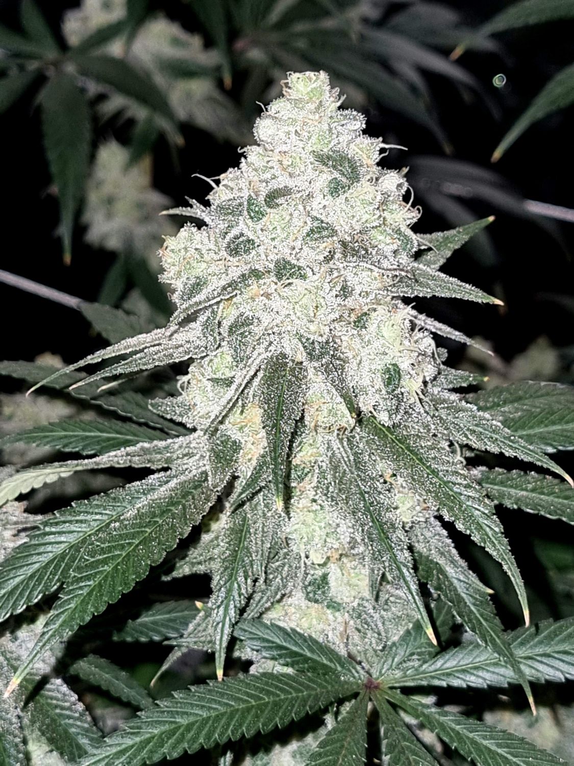 Frosted Biscotti Strain Info / Frosted Biscotti Weed By SinCity Seeds