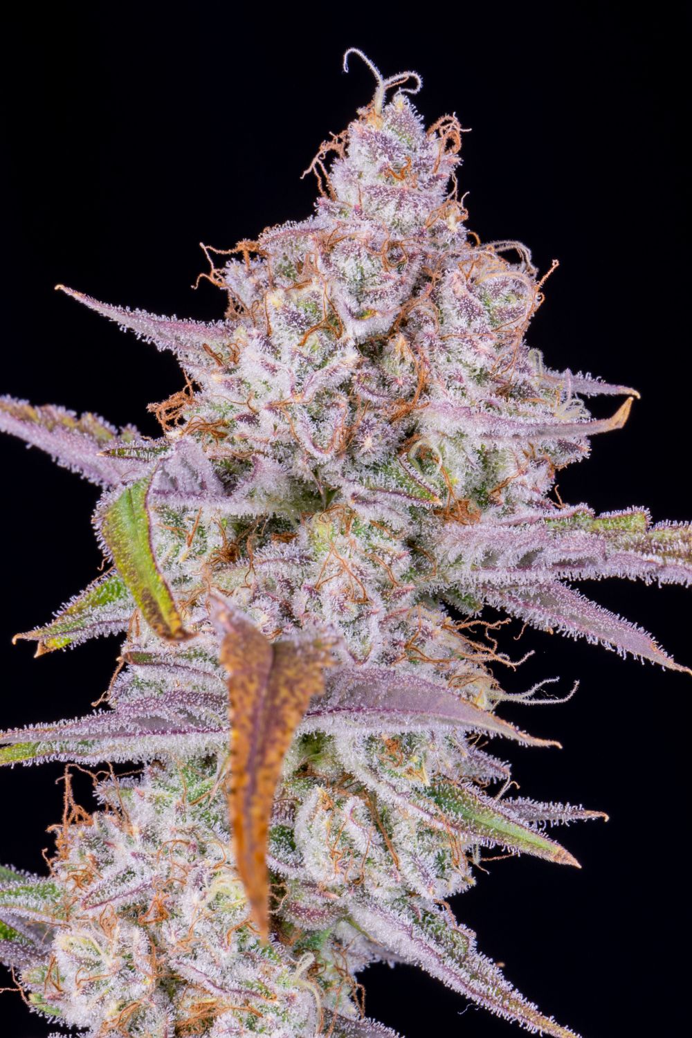 Strawberry Gorilla Auto Strain Info / Strawberry Gorilla Auto Weed By Fast Buds GrowDiaries