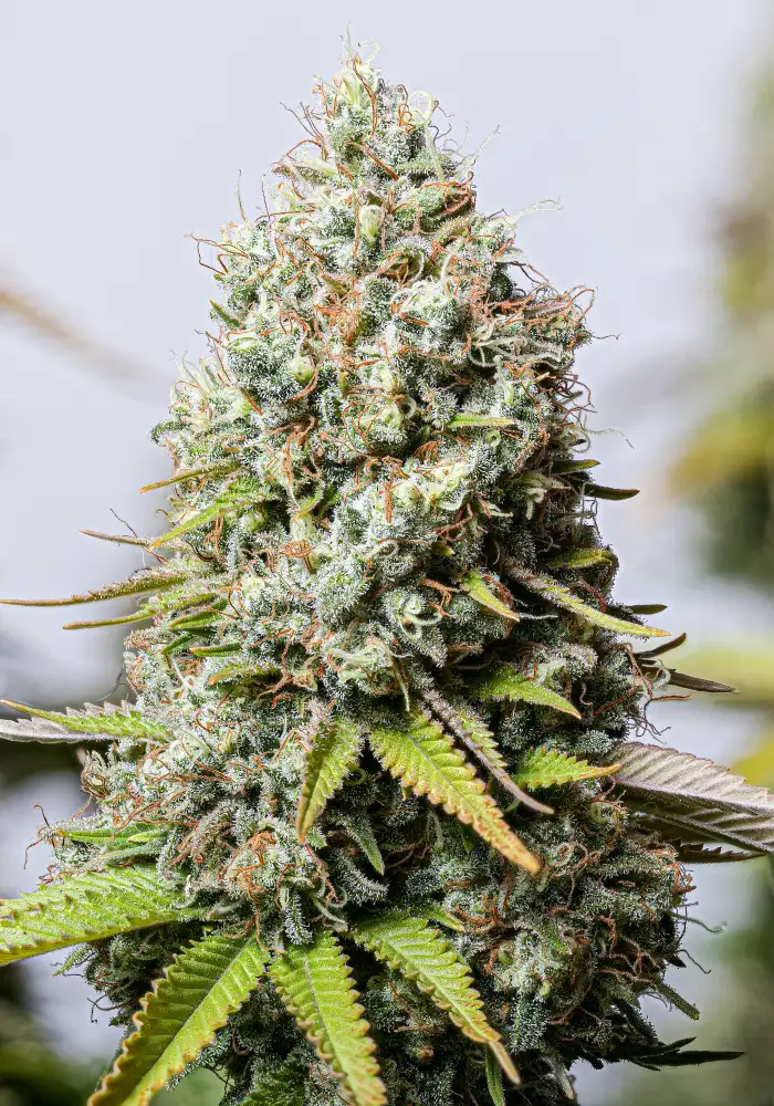Jack Herer 