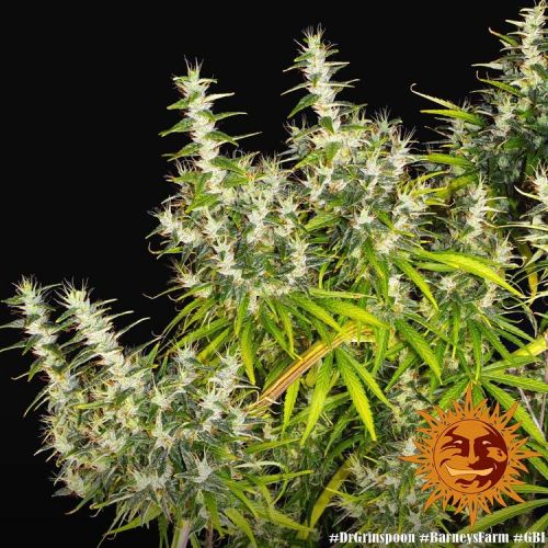 full spectrum led plant light Mars Hydro FC 4800 EVO LED Grow Light