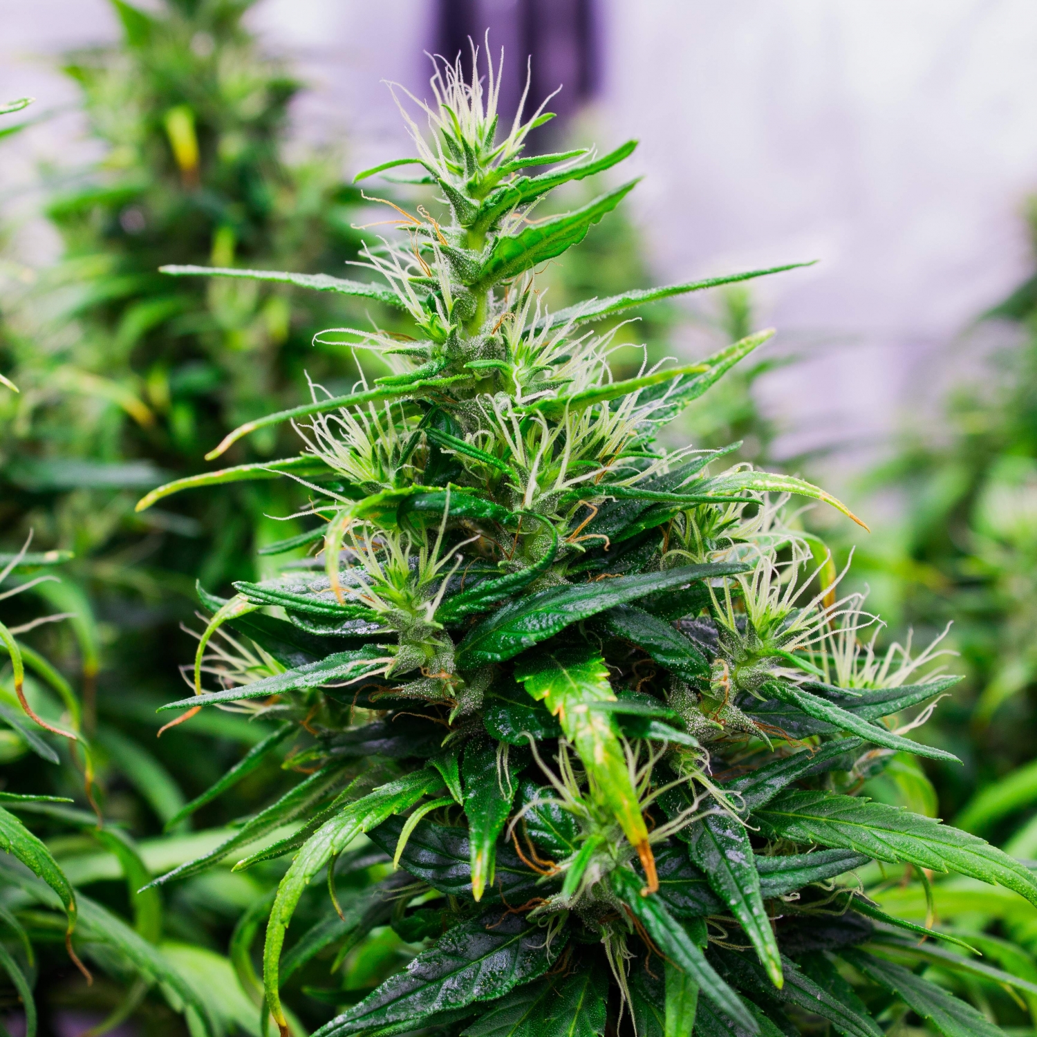 Dr. Grinspoon / Barney's Farm: reviews - GrowDiaries