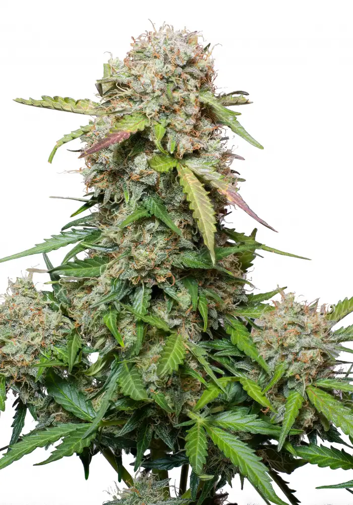 Jack Herrer Auto