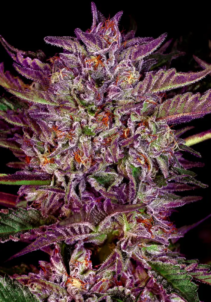 Purple Bud Automatic