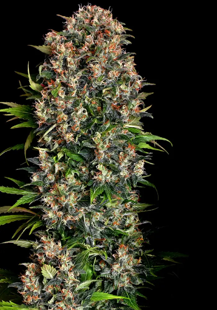 Big Bud Feminized