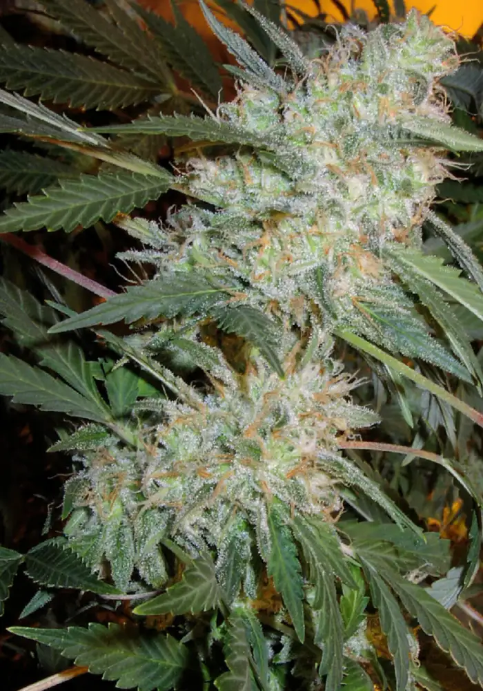 Critical Mass