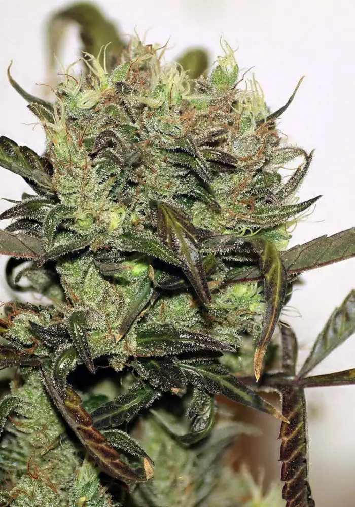 Early Durban Regular