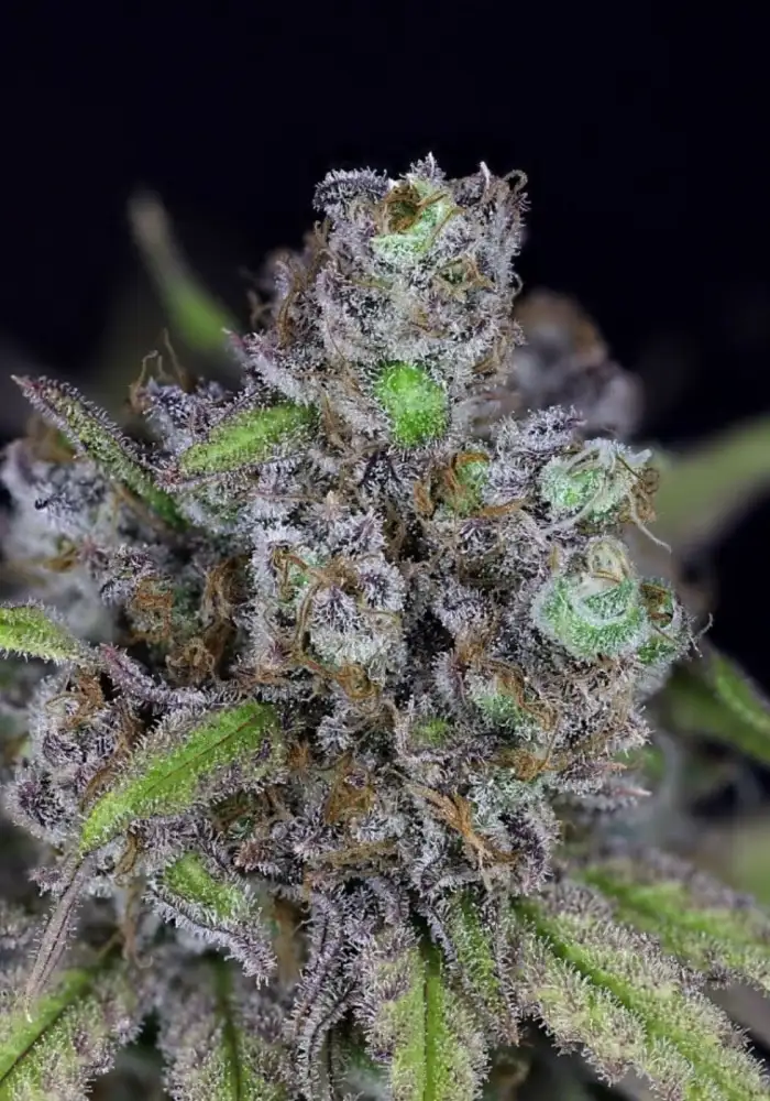 CBG Relief Auto