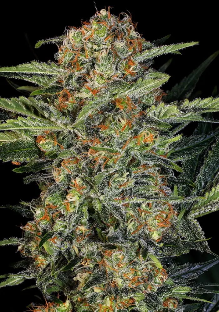 Northern Lights Feminized