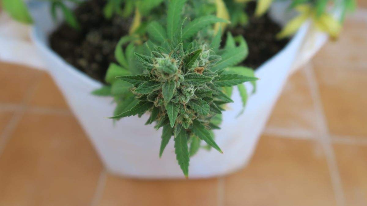 Night Shade Strain Info / Night Shade Weed By Barney's Farm GrowDiaries