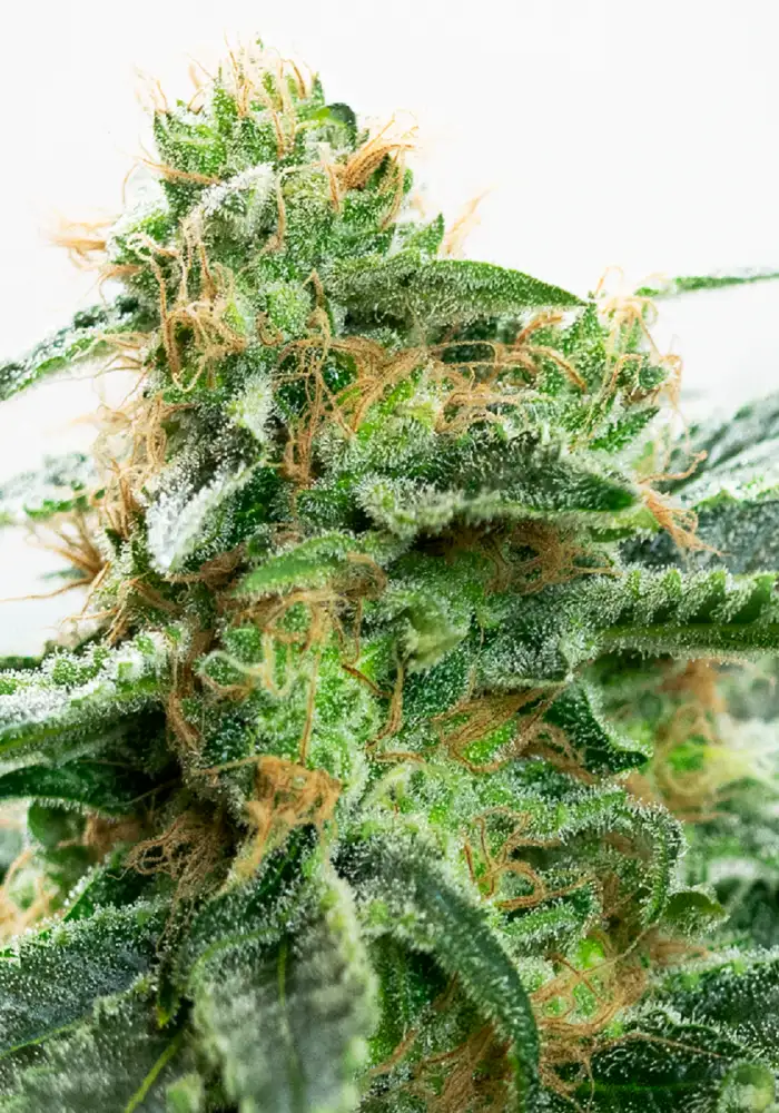 Strawberry Kush
