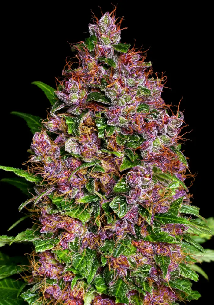Purple Bud Feminized
