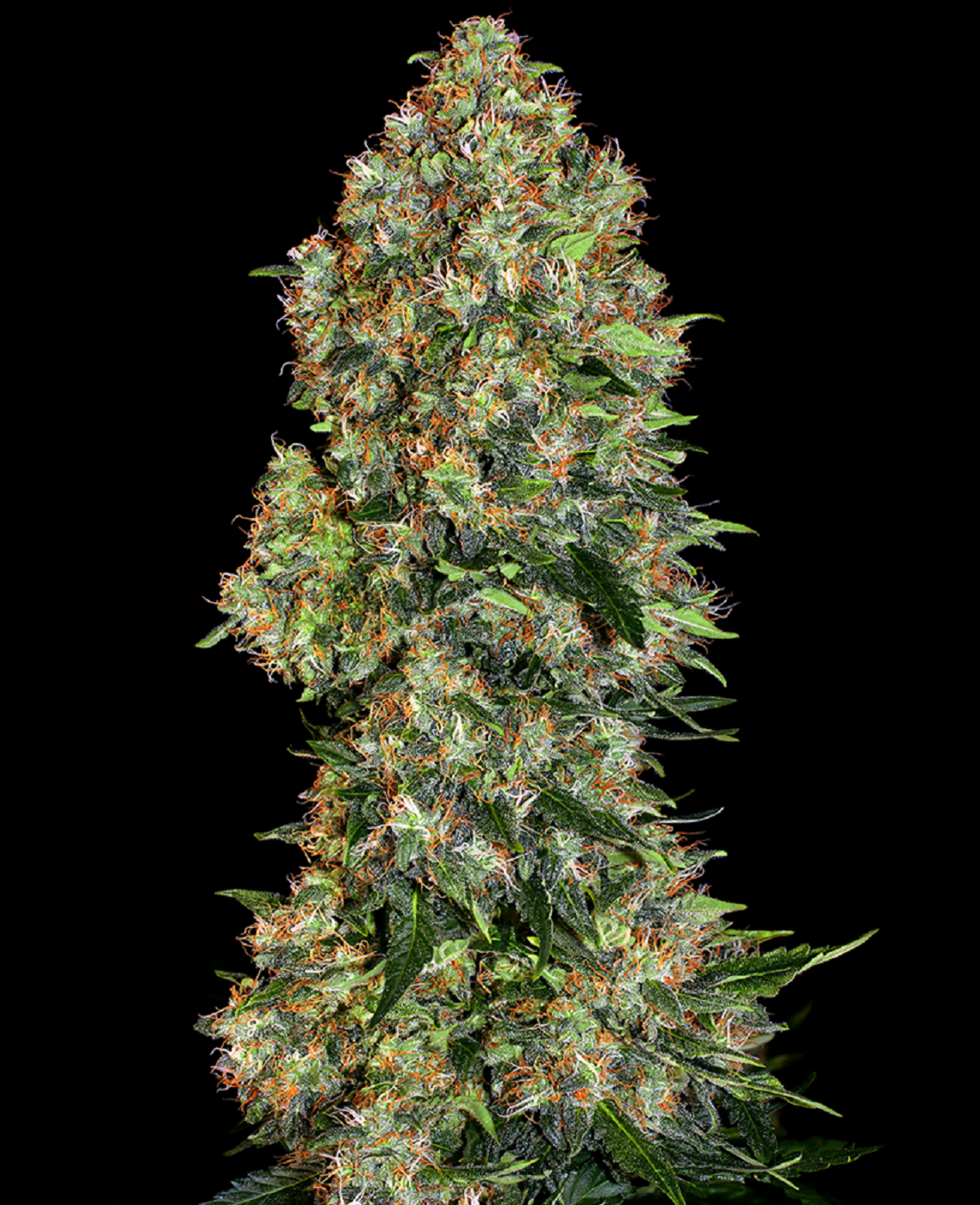 Skunk #1 Strain Info / Skunk #1 Weed By WeedSeedShop - GrowDiaries