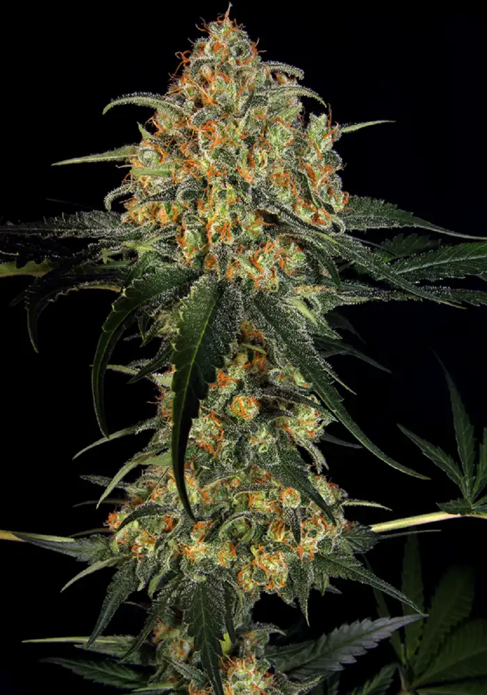 Super Skunk Feminized