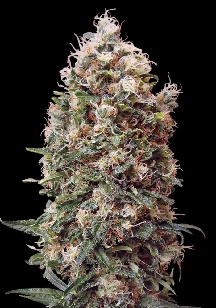 Phatt Fruity