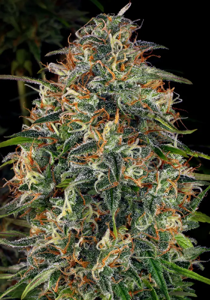 WSS Skunk Feminized