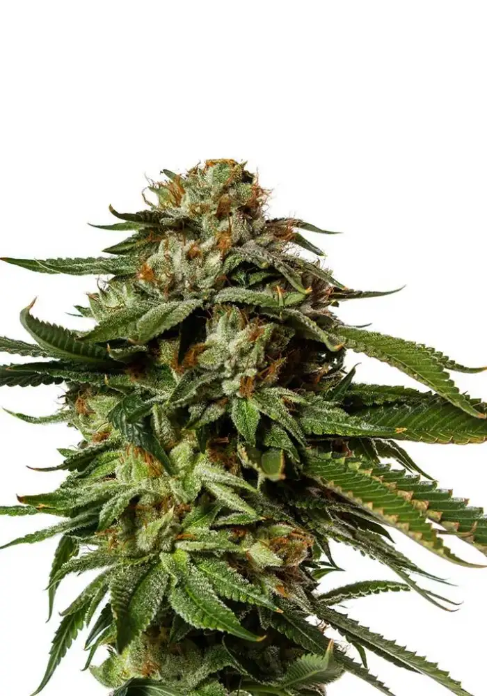 Blackberry Kush