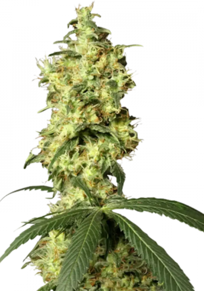 Hindu Kush AutoFlowering