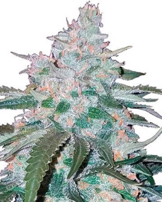 Pineapple Express Strain Info / Pineapple Express Weed By Growers Choice Seeds GrowDiaries