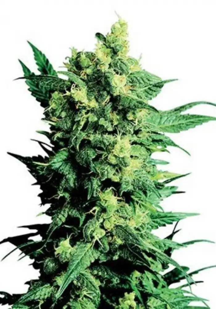 Skywalker OG