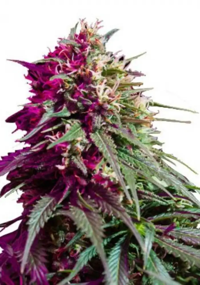 Purple Kush